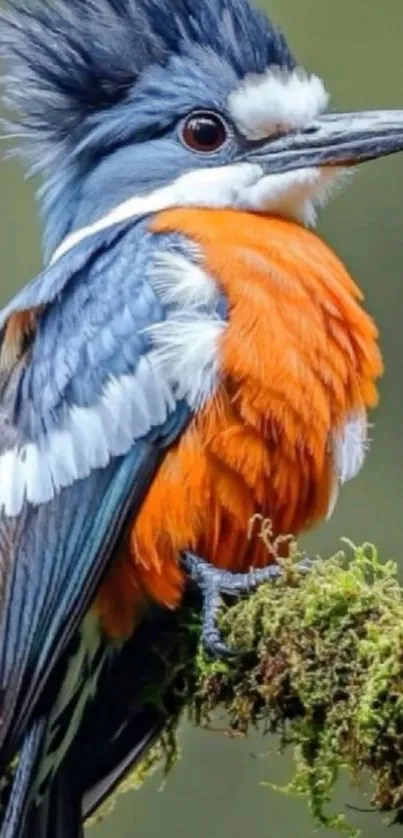 Vibrant kingfisher perched on moss-covered branch.