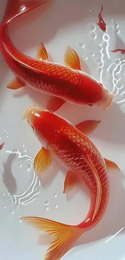 Vibrant red koi fish swimming elegantly in a serene water design.