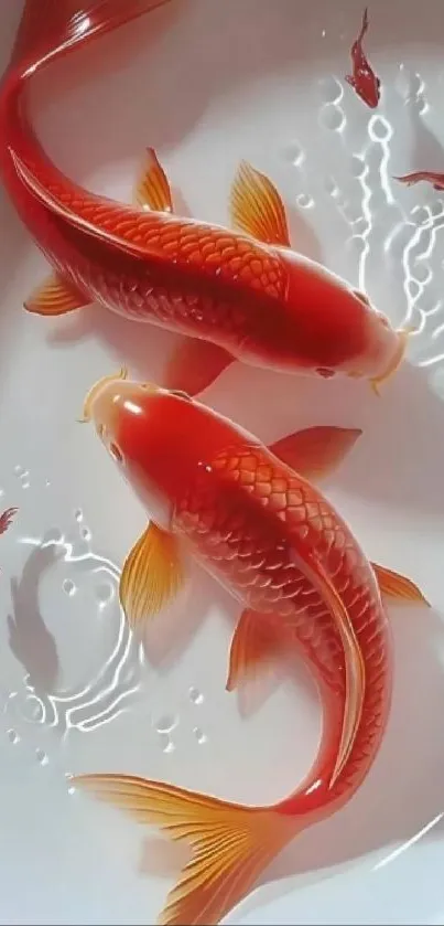 Vibrant red koi fish artwork on a serene white background.