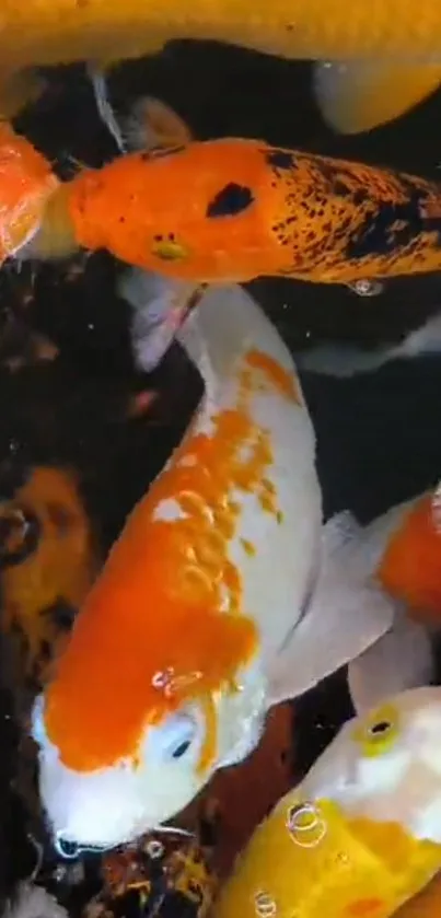 Orange and white koi fish swimming in a pond.