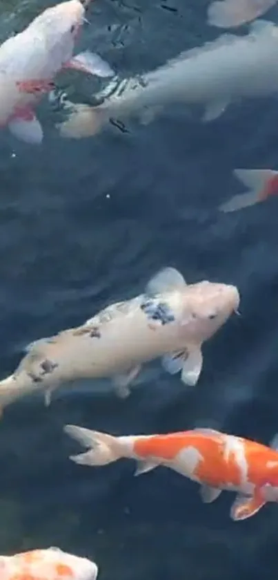 Koi fish swimming elegantly in clear blue water.