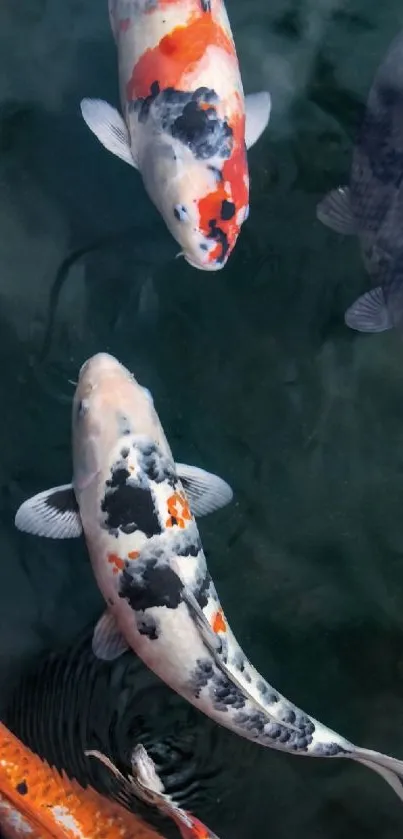 Colorful koi fish swimming in peaceful water scene.