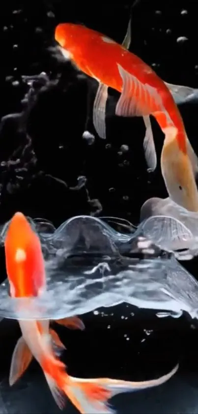 Koi fish gracefully swimming in a bowl against a black background.