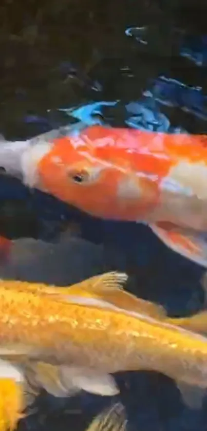 Colorful koi fish swimming in a serene pond.