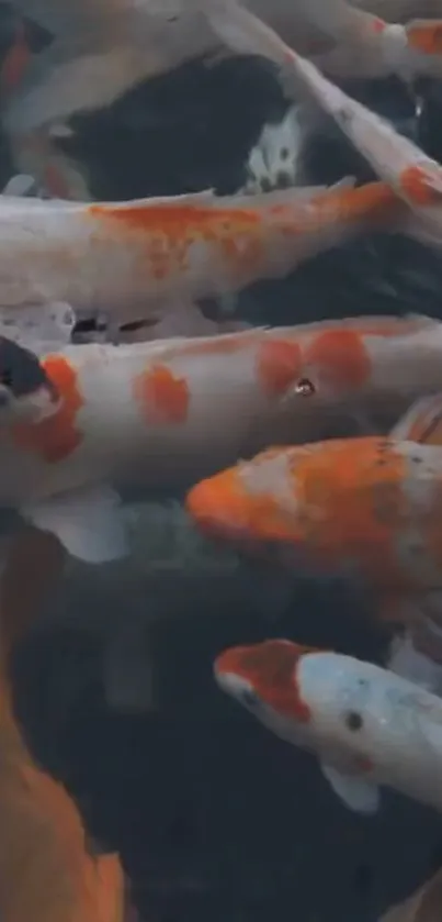 Colorful koi fish swimming in a serene pond.