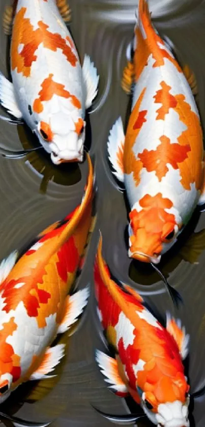 Colorful koi fish swimming on a mobile wallpaper background.