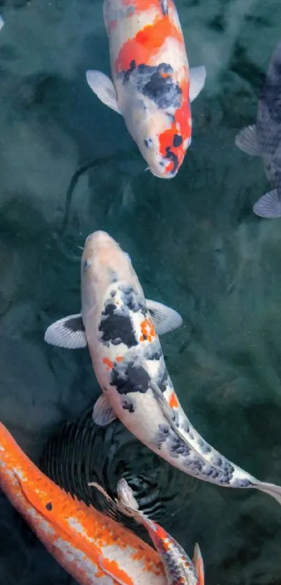 Colorful koi fish swimming gracefully in teal water.