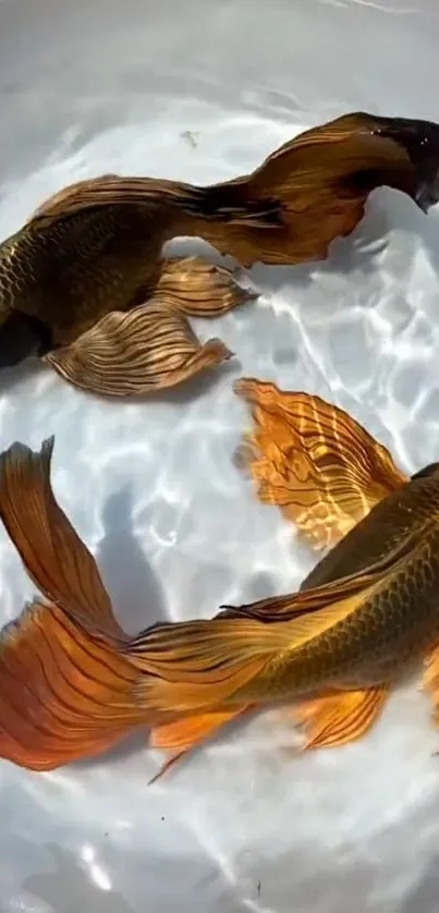 Vibrant koi fish with flowing orange fins in clear water.