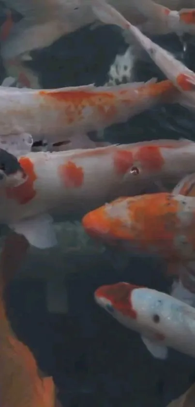 Vibrant koi fish swimming in a serene aquatic scene.