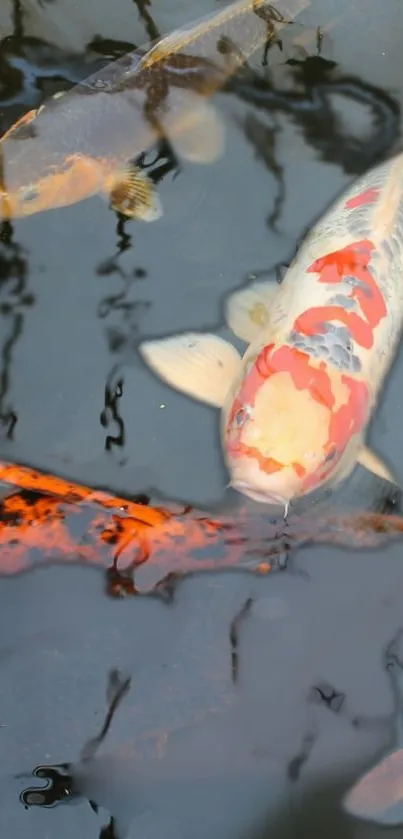 Vibrant koi fish swimming in a serene dark pond.