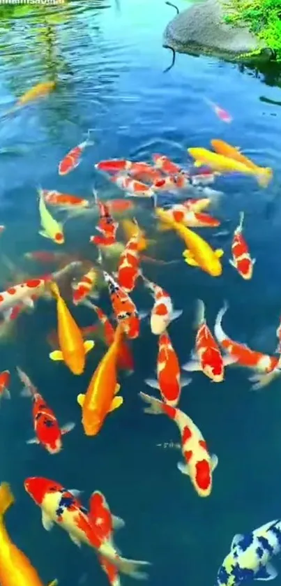 Koi fish swimming in a vibrant pond.