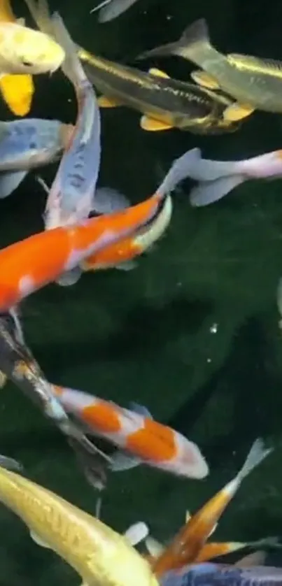 Colorful koi fish swimming in a dark green pond.