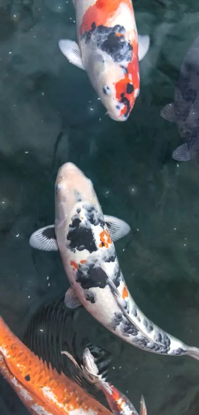 Colorful koi fish swimming in a tranquil pond.