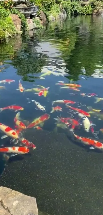 Colorful koi fish swimming in a tranquil pond.