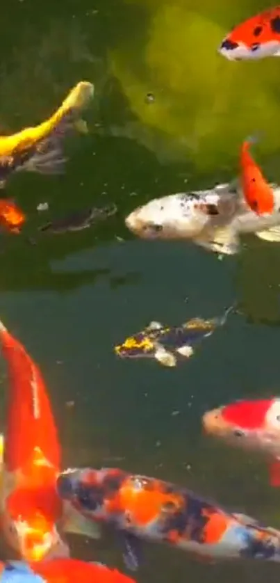 Colorful koi fish swimming in a serene pond with green water backdrop.