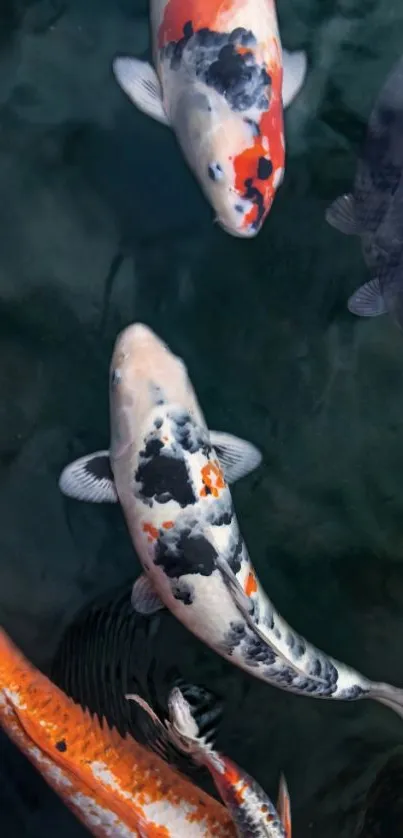 Koi fish swimming in dark green water.