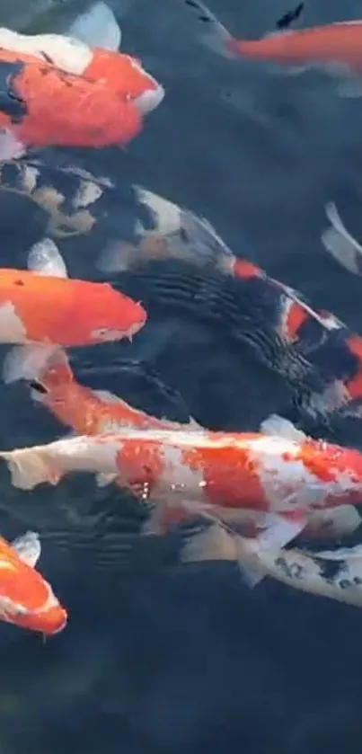 Vibrant koi fish swimming in clear pond water.