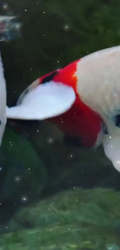 Two vibrant koi fish swimming in serene water