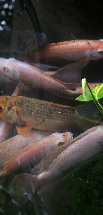 Koi fish swimming in lush, green pond.