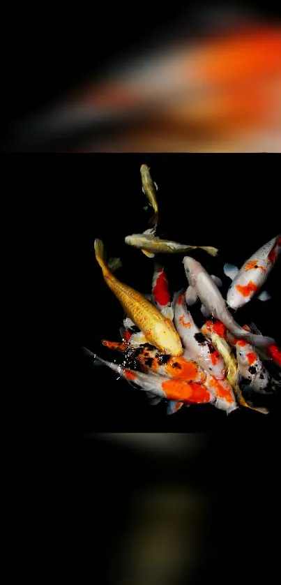 Colorful koi fish swimming in darkness, vivid and tranquil.