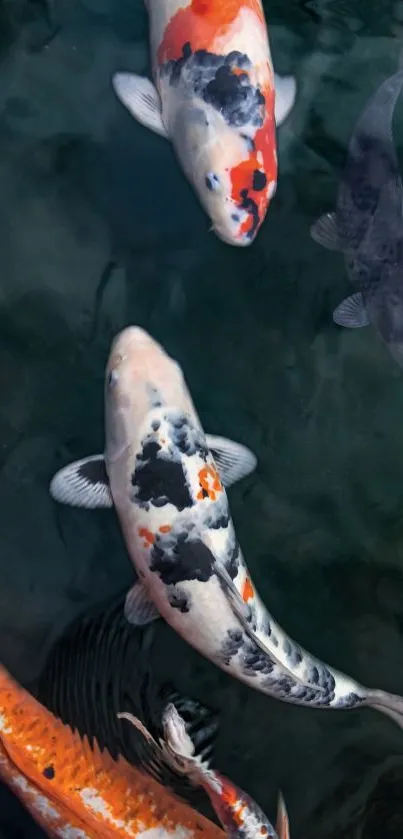 Vibrant koi fish swimming in calm water.