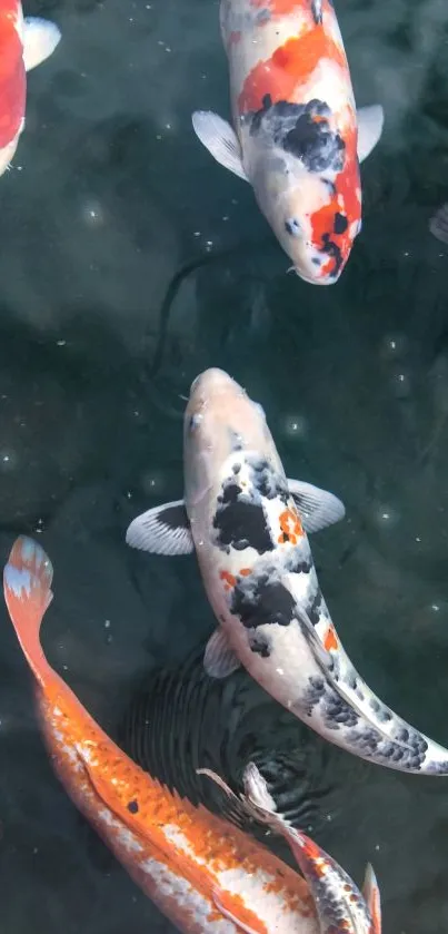 Colorful Koi fish swimming in a dark green pond.