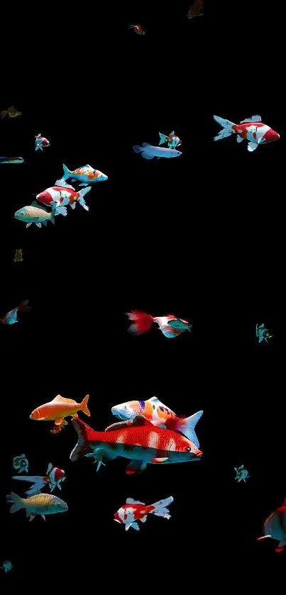 Colorful koi fish swim gracefully on a black wallpaper background.