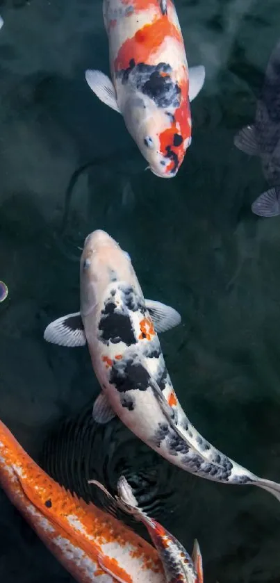 Colorful koi fish swimming in a tranquil pond, perfect as a mobile wallpaper.