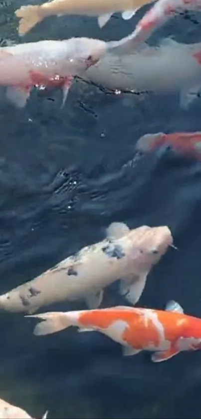 Colorful Koi fish swimming in dark blue water.