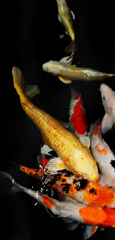 Vibrant koi fish swimming on a black background, creating a colorful aquatic nature scene.