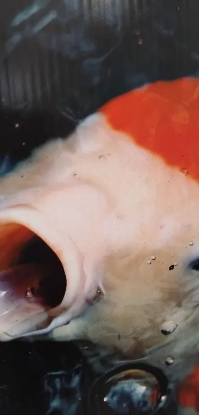 Close-up of a koi fish with vibrant orange and white colors.