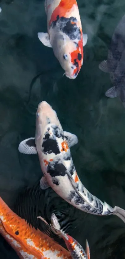 Vibrant koi fish swimming gracefully in dark green waters.