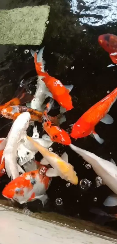 Colorful koi fish swimming in a serene water setting.