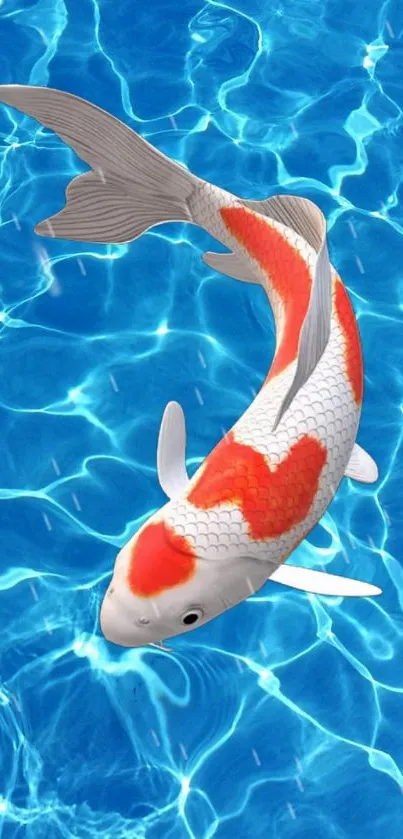 Vibrant koi fish swimming in blue water.