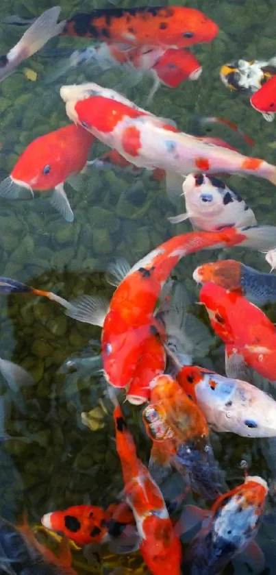 Colorful koi fish swimming in a pond.