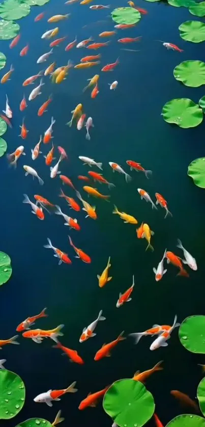 Colorful koi fish swimming in a tranquil pond with lily pads.