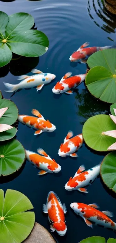 Colorful koi fish swimming among green lily pads in a serene pond.