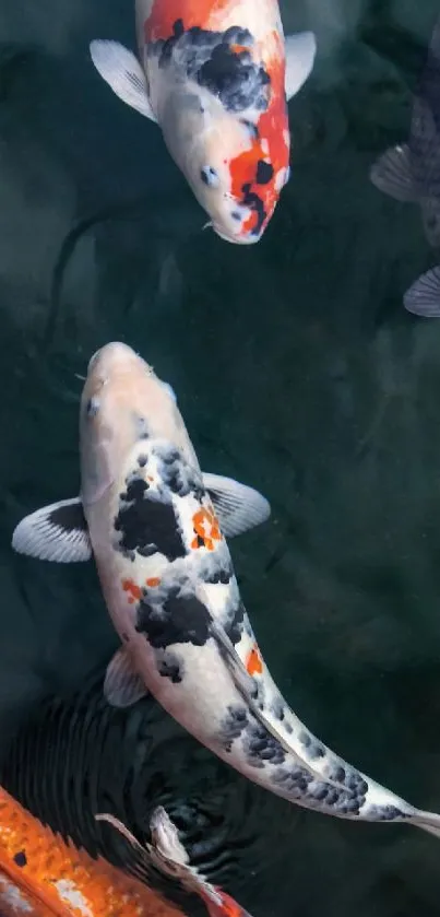 Colorful koi fish swimming in a serene pond