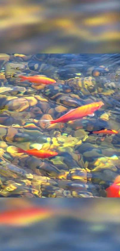 Bright koi fish swim in a clear pond.