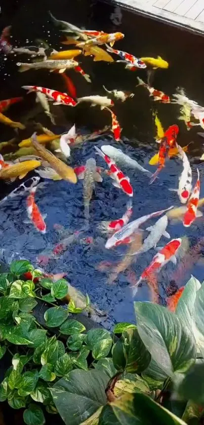 Vibrant koi pond with colorful fish and lush green plants.