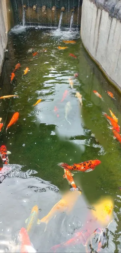 Koi fish swimming in a vibrant pond with green water.