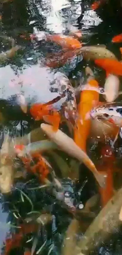 Vibrant koi fish swimming in a tranquil pond with water reflections