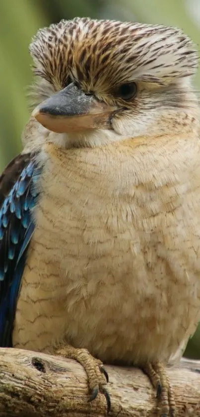 Kookaburra perched with detailed feathers.