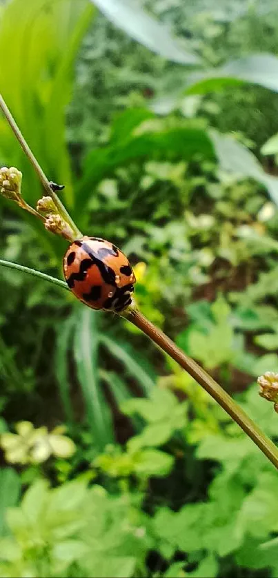 Ladybug on a plant stem amid lush green foliage wallpaper.