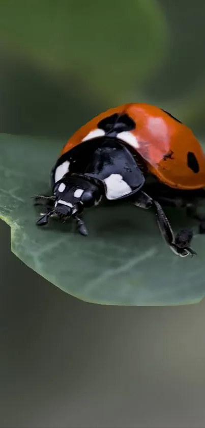 Vivid ladybug on a lush green leaf mobile wallpaper.