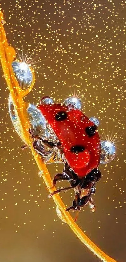 A close-up of a ladybug on a dewdrop-covered leaf.