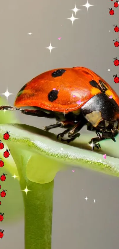 Red ladybug on green leaf with decorative border.