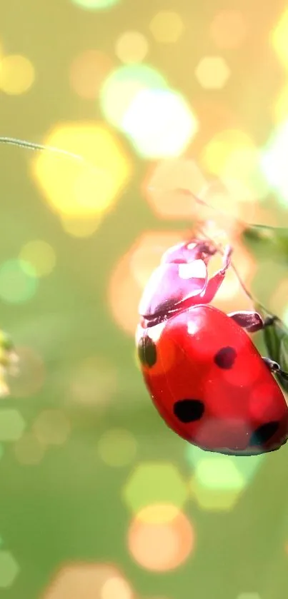 Vibrant red ladybug on a colorful, bokeh-lit background.