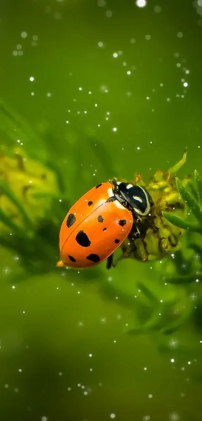 Red ladybug on green leaves with soft bokeh background.