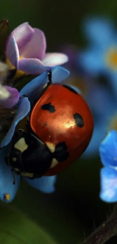 Ladybug resting on blue flowers in nature scene.